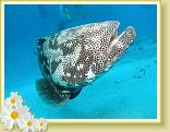 220-Flowery Cod (Epinephelus fuscoguttatas)